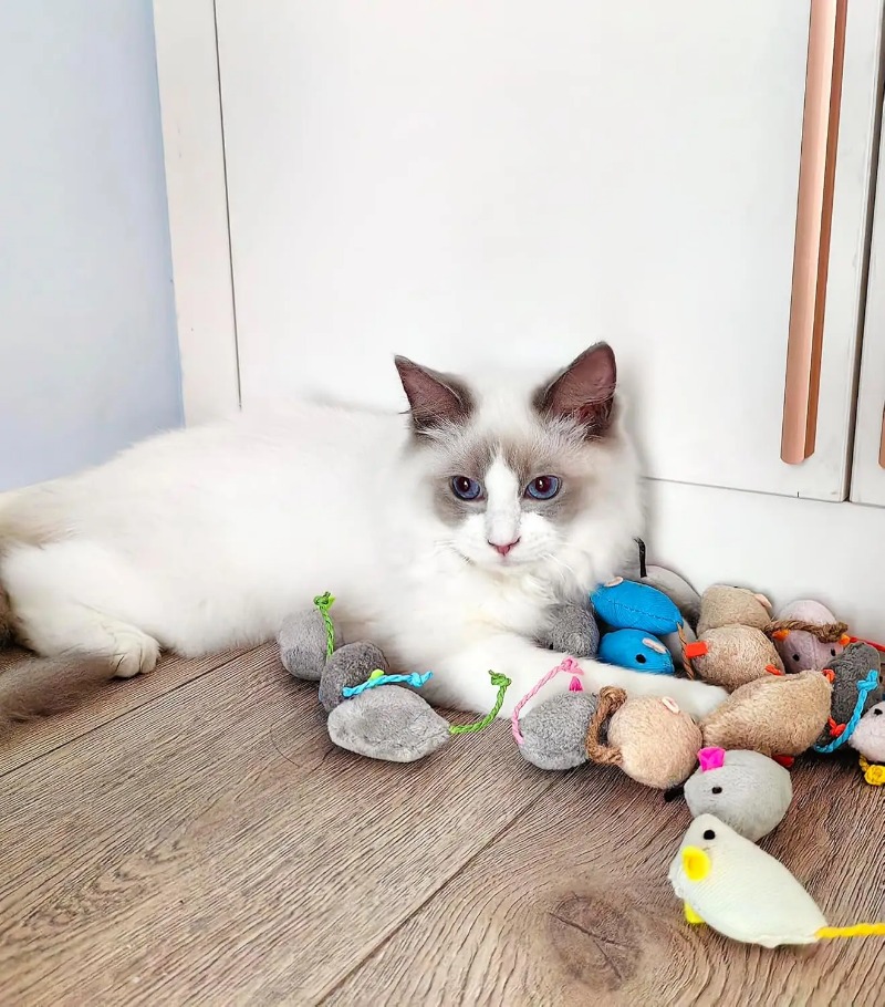 3/200 piezas Juguetes de ratón - Catnip Toys reseña y precio